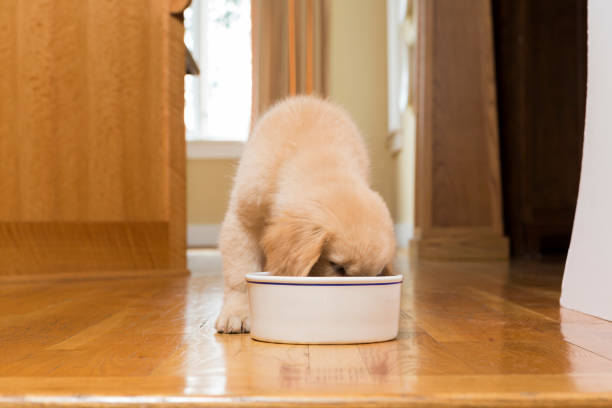 istock GoldenRetrieverPuppyEating_4190 1290337163