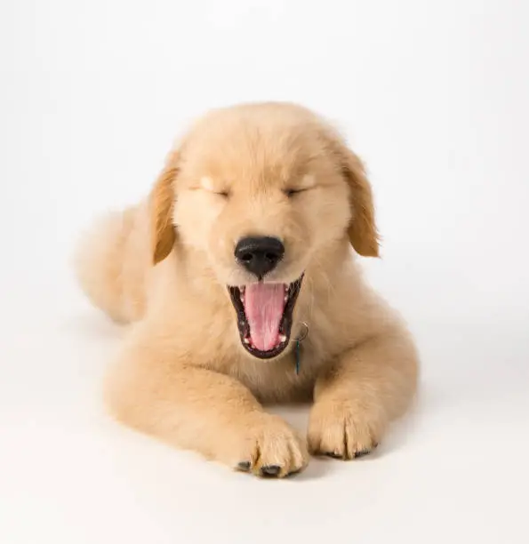 A golden retriever puppy sitting on a white background yawning.