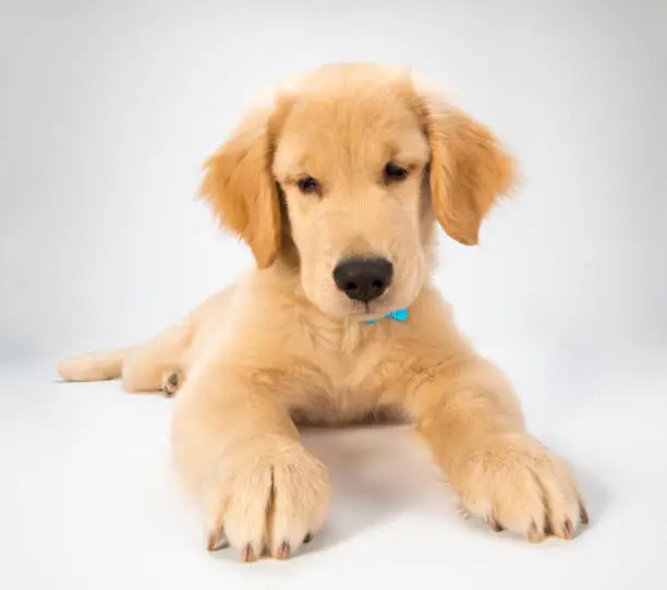 A golden retriever puppy sitting on a white background photographed with wide angle lens and looking at the camera.