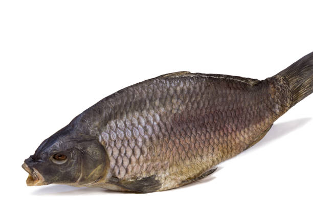 istock Salted and dried river fish on a white background. 1290337197