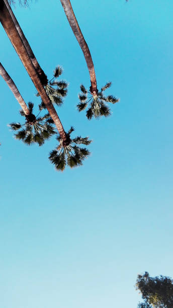 istock view of sky, tree and palm trees 1290338184