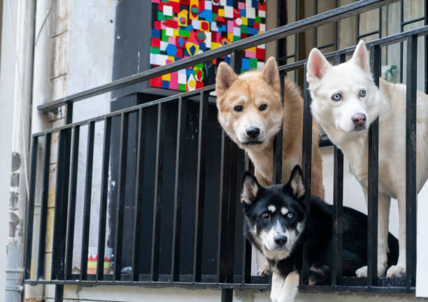 Friendship, Dog, Animal, Animal Themes, Watching