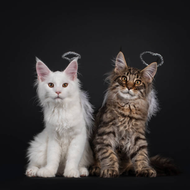 istock Two Maine Coon angel cats on black background 1290339683