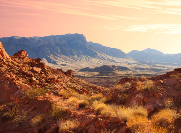 formazioni di arenaria uniche e vegetazione al sunset in valley of fire state park, nevada - nevada usa desert arid climate foto e immagini stock