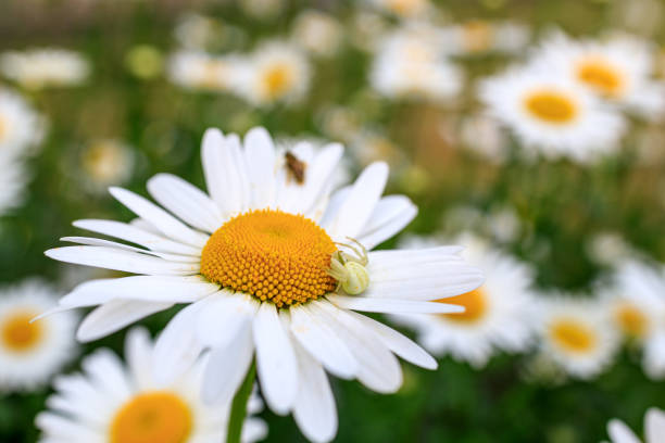 white spider to hunt an insect hiding on a chamomile flower. hunting predator