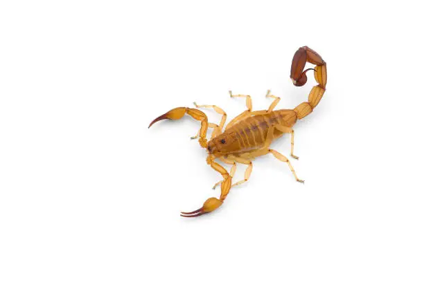 Photo of Yellow deadly dangerous scorpion top view isolated on white background