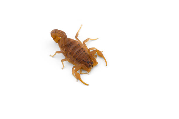 istock Yellow deadly dangerous scorpion top view isolated on white background 1290340495