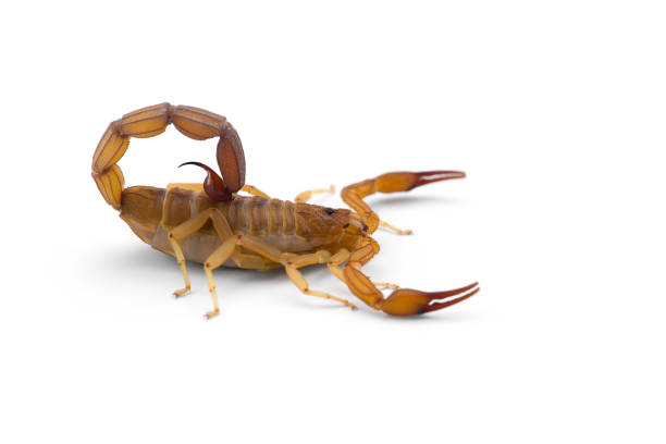 istock Yellow deadly dangerous scorpion top view isolated on white background 1290340496