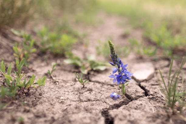 istock wildflower grows from a crack in the ground 1290341103