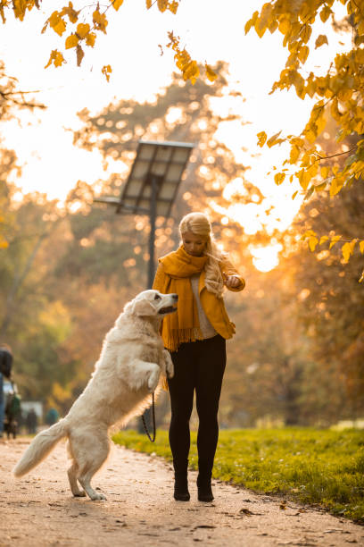 istock Dog performing some tricks during a walk at the park 1290341572