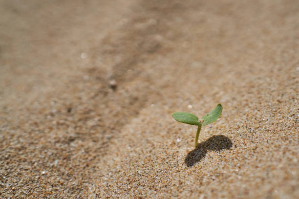 istock Small plant growning from the sand 1290341874
