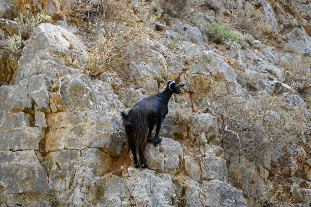 istock Mountain goat climbing in Crete 1290342775