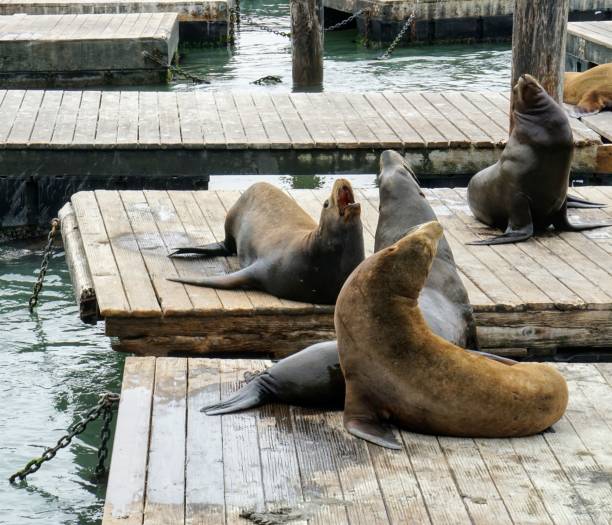 istock Arguing sea lions on Pier 39 1290342793