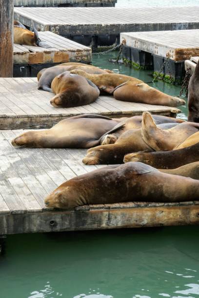 istock Sleeping sea lions on Pier 39 1290342868