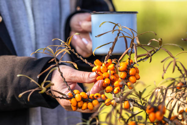 istock Woman picking sea buckthorn 1290343302