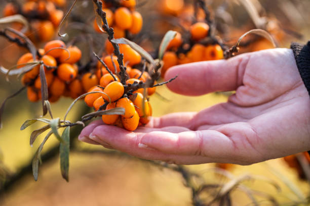 istock Sea buckthorn and female hand 1290343336