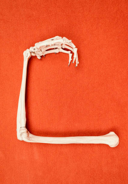 istock Human arm bones on orange background, anatomy example, medicine studies 1290346153