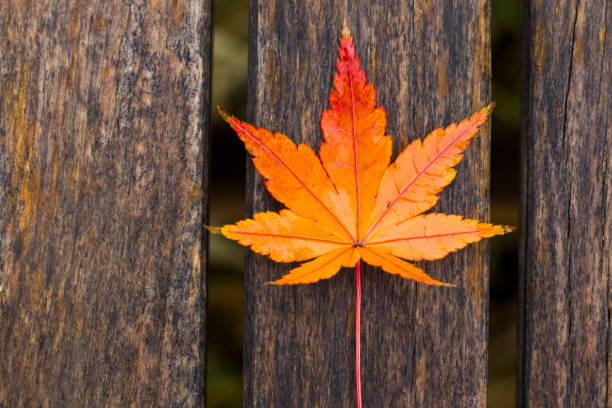 istock autumn Maple tree leaf on the wooden background, colorful leaf 1290346237