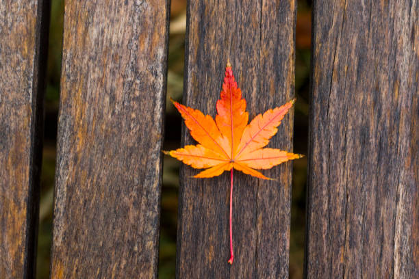 istock autumn Maple tree leaf on the wooden background, colorful leaf 1290346241
