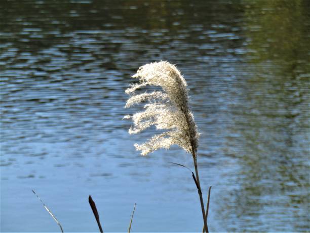 istock Japan. December. Autumn.  Susuki grass at the pond. 1290346401