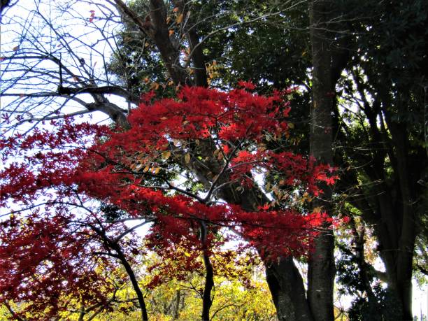 istock Japan. December.  Red maple trees in the park. 1290346477