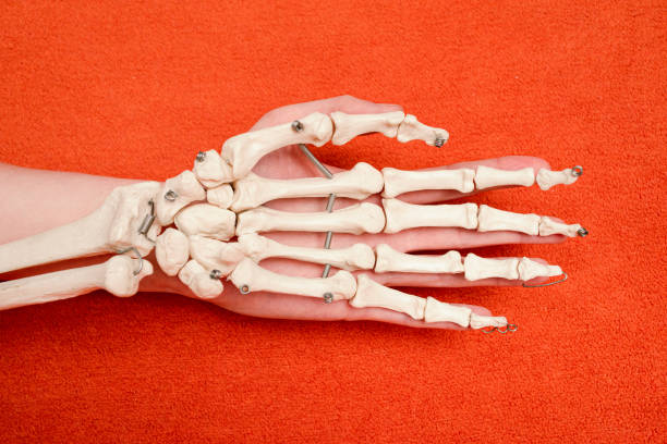 istock Hand bones on top of human hand on orange background, ventral side view, anatomy example, medicine studies 1290347226
