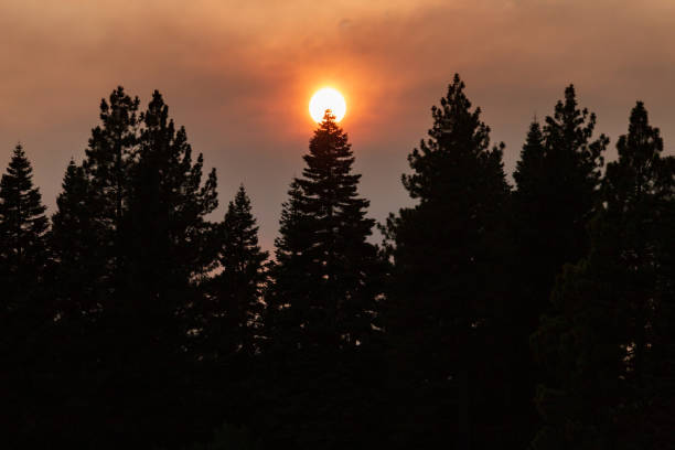 istock Smoky skies and trees with sun during wildfire 1290347488