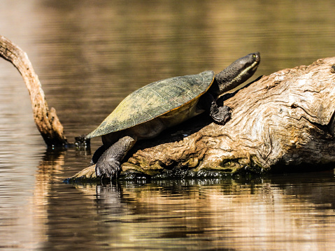 The Murray River Turtle in wetland on log