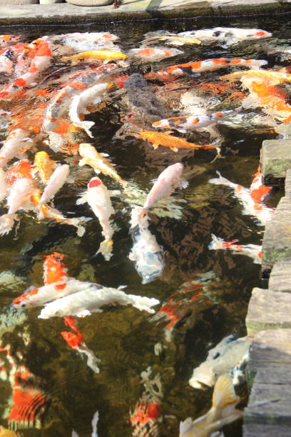 istock koi fish swimming in the fish pool 1290350856