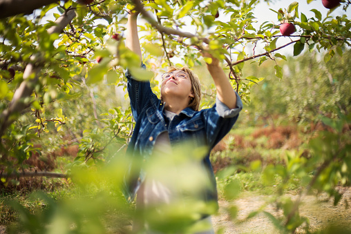 Young adult woman picking up apples in orchard on a warm autumn day. She has short hair and glasses. This is part of a series. Horizontal head and shoulders outdoors shot with copy space.