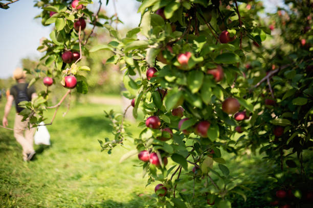 istock Ripe apples still on tree in an orchard. 1290354629