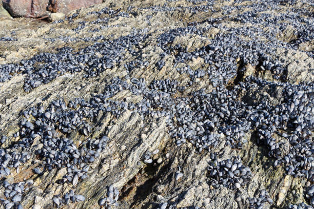 istock Wild mussels on rocks 1290354657