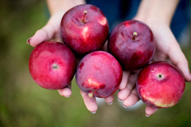 istock Close-up on hands and apples in an orchard. 1290354996