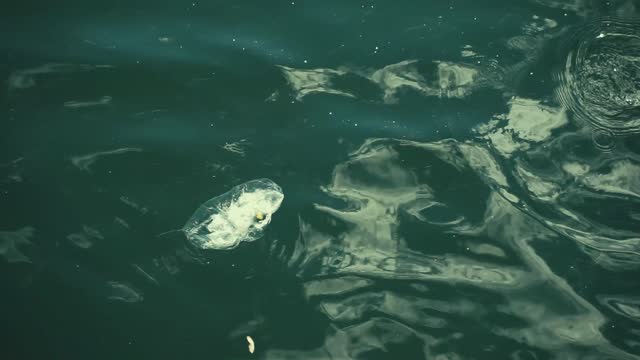 Clear plastic bag floating on the ocean surface with small fish swimming beneath, a sign of human pollution.