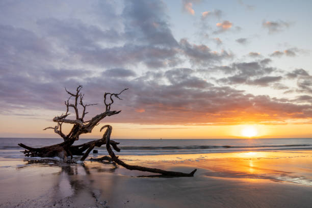 zonsopgang bij het strand van driftwood, het eiland van jekyll - drijfhout stockfoto's en -beelden