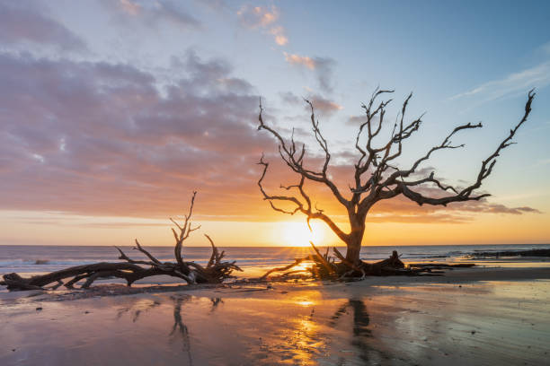 istock Sunrise at Driftwood Beach, Jekyll Island 1290358382