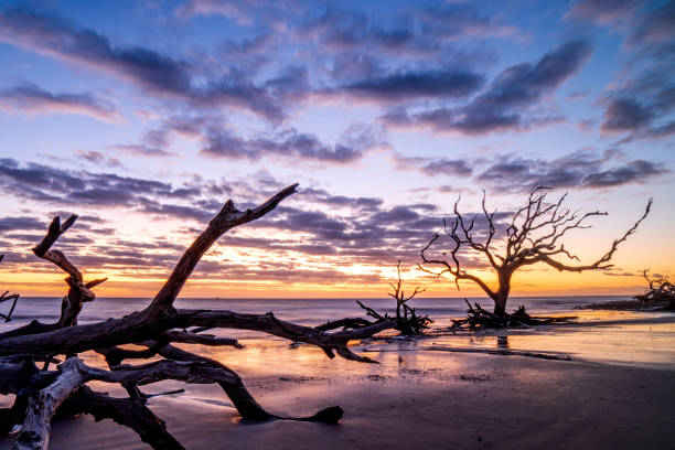 lever de soleil à driftwood beach, île jekyll - driftwood wood water sunrise photos et images de collection