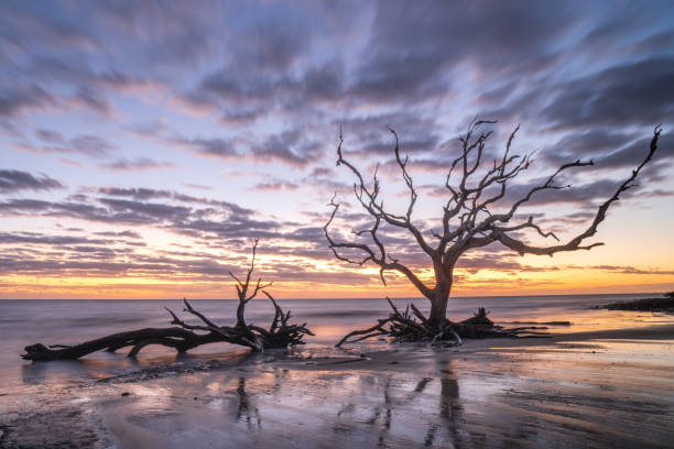 istock Sunrise at Driftwood Beach, Jekyll Island 1290358403