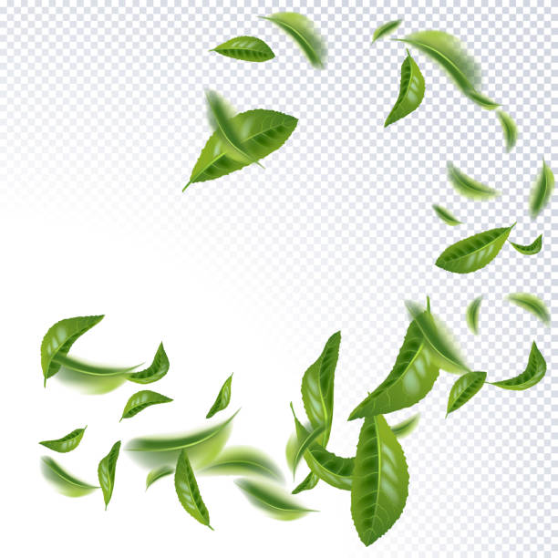 Beautiful Flying Green Tea Leaf Realistic beautiful flying green tea leaf isolated on white. Leaves spring background. The Premium green tea for good health. Foliage nature plant for design, advertising, packaging products. Vector green leaf white background stock illustrations