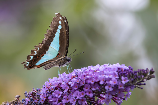 Blue Triangle Butterfly feeding at Buddleia Flower