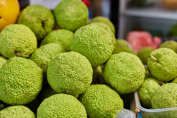 Maclura pomifera orange Apple-bearing or dye mulberry or false orange. The mulberry family. Group Rosaceae. Fruit of the tree on the counter in a box. Maclura pomifera orange Apple-bearing or dye mulberry or false orange. The mulberry family. Group Rosaceae. Fruit of the tree on the counter in a box. maclura pomifera stock pictures, royalty-free photos & images