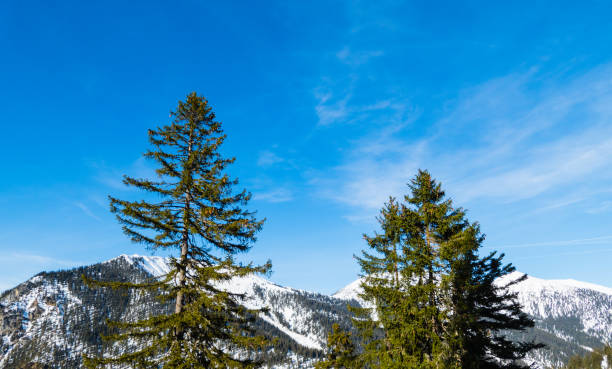 istock Fir Trees in Front of Mountain Range Alps 1290362758