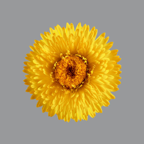 Photo of Close-up of everlasting flower, yellow immortelle, helichrysum bracteatum isolated on gray background. Illuminating yellow and ultimate gray, trendy colors 2021.