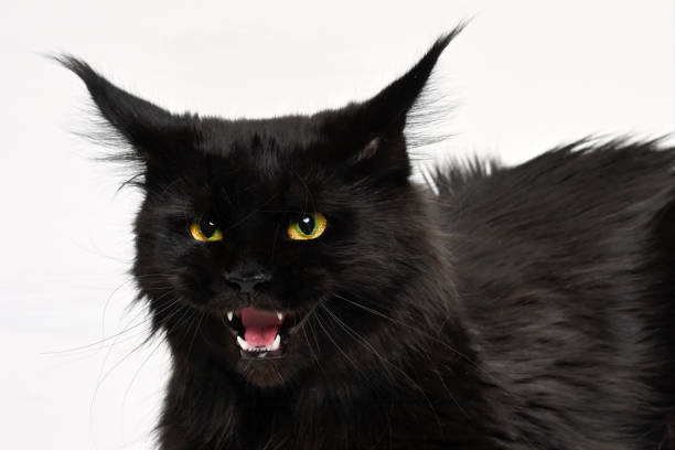 istock Black Angry Maine Coon Cat 1290363749