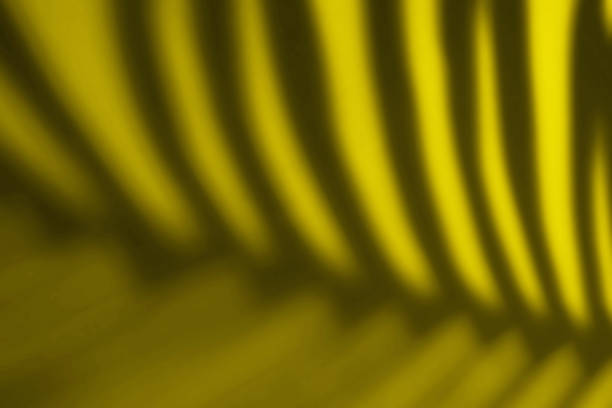 istock Beautiful fern leaves green shadow colored background in artificial light 1290364073
