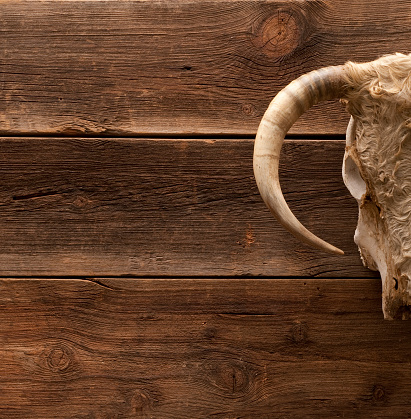 A horned cow skull hanging on a rustic barn wood wall with room for copy space