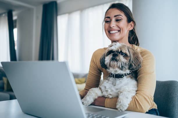 Home office. Beautiful young woman working on laptop while her dog sits in her lap. Young woman working at home with her shih tzu. Businesswoman using laptop while she is in home isolation during coronavirus/COVID-19 quarantine. lady dog stock pictures, royalty-free photos & images
