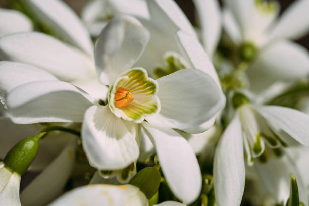 istock Snowdrops- galanthus nivalis 1290368894