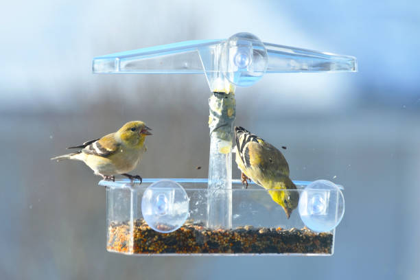 istock Two Goldfinches Eating Seed From a Window Feeder 1290375225
