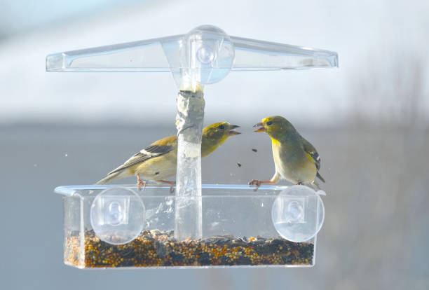 istock Two Goldfinches Eating Seed From a Window Feeder 1290376396